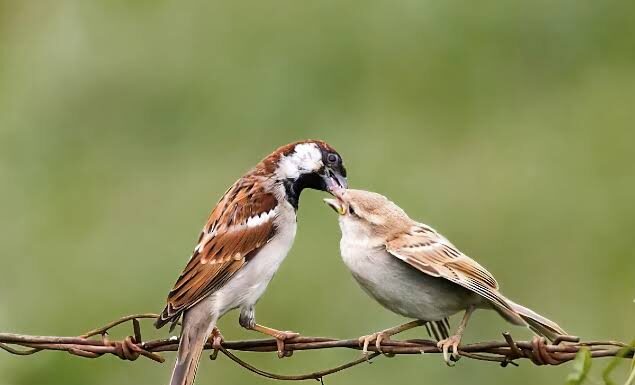 चिऊताई चिऊताई परत ये