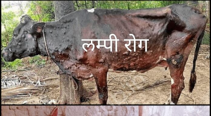 लम्पी रोग