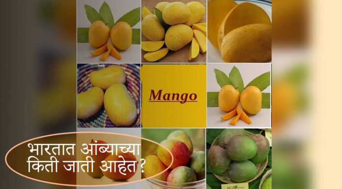 भारतात आंब्याच्या किती जाती आहेत? How many varieties of mango are there in India? भारतात आंब्याच्या किती जाती आहेत?
