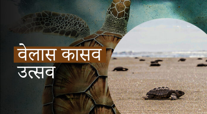 वेलास टर्टल फेस्टिव्हलमध्ये निसर्गाचा चमत्कार