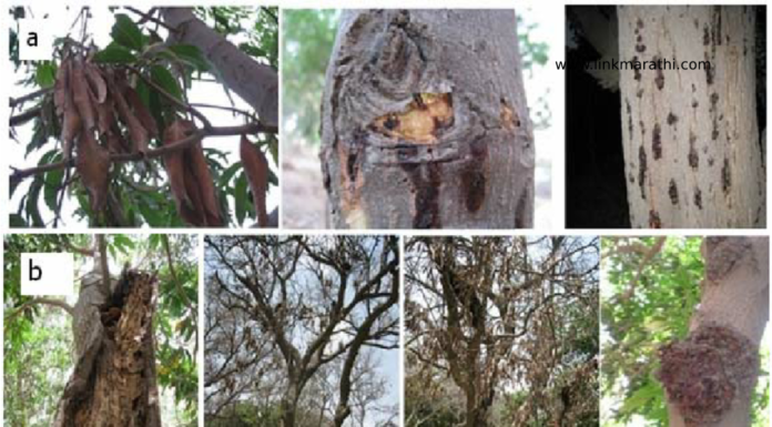 Mango Tree Diseases: आंब्याच्या झाडाचे रोग आणि उपचार: एक व्यापक मार्गदर्शक Mango Tree Diseases