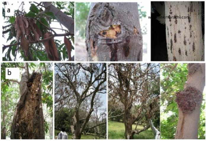 Mango Tree Diseases