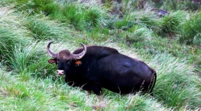 कोल्हापुरातील 80 वर्षीय शेतकरी गौर हल्ल्याचा बळी