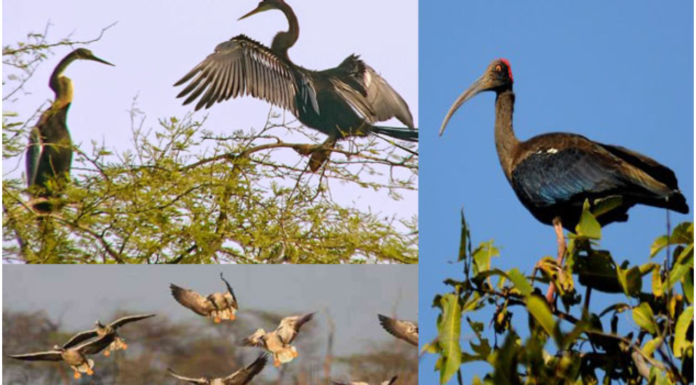 आकर्षक जगाचे अनावरण: जायकवाडी पक्षी अभयारण्यात 37 प्रजातींचे 113 स्थलांतरित पक्षी|113 migratory birds of 37 species in Jayakwadi Bird Sanctuary