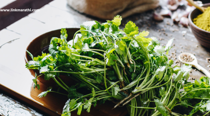 कोथिंबीर रेफ्रिजरेटरशिवाय ताजी ठेवण्यासाठी 3 सोप्या टिप्स|3 Easy Tips to Keep Coriander Fresh Without Refrigeration कोथिंबीर रेफ्रिजरेटरशिवाय