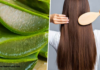 Aloe Vera for Hair Growth:केसांसाठी Aloe Vera वापरण्याचा योग्य मार्ग कोणता आहे |Right way to use Aloe Vera for hair Aloe Vera For Hair Growth