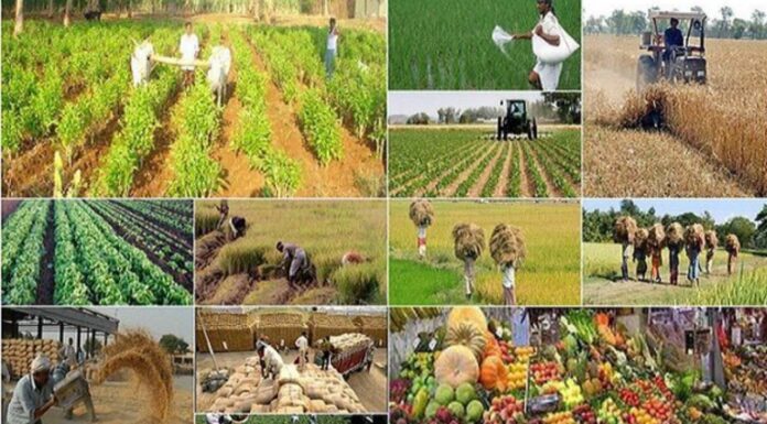 Agriculture Day 2023:आमच्या ताटांच्या मागे असलेल्या शेतकर्यांचे कौतुक|Appreciating the Farmers Behind Our Plates Agriculture day 2023