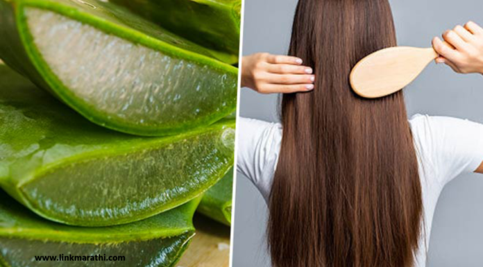 Aloe Vera for Hair Growth:केसांसाठी Aloe Vera वापरण्याचा योग्य मार्ग कोणता आहे |Right way to use Aloe Vera for hair Aloe Vera For Hair Growth
