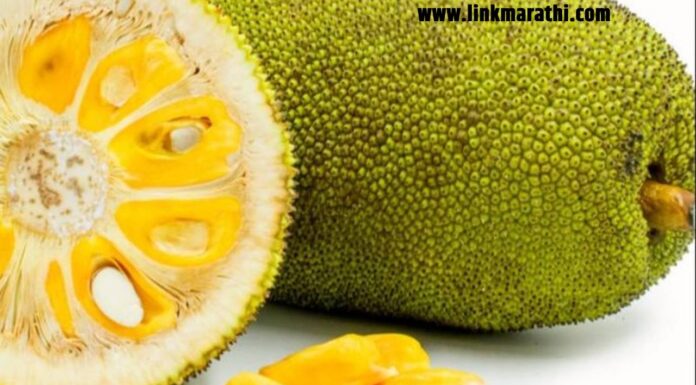 फणसाचे गोड रसाळ गरे खाण्याचे ३ फायदे| 3 Benefits of Eating Sweet Juicy jackfruit| फणसाचे गोड रसाळ गरे खाण्याचे ३ फायदे