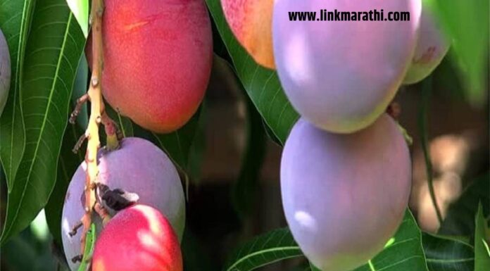 हिरे आणि सोन्याचं भावात आंबा| Mangoes in the price of diamonds and gold| हिरे आणि सोन्याचं भावात आंबा