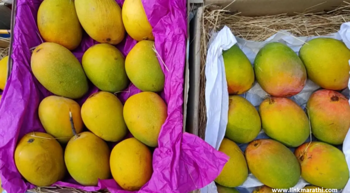 मुंबईकर १५ ऑगस्टपर्यंत रसाळ आंब्यांचा आस्वाद घेऊ शकतात: जुन्नर, उत्तर प्रदेश आणि दक्षिण भारतातून|Mumbaikars Can Enjoy Juicy Mangoes Till August 15 मुंबई
