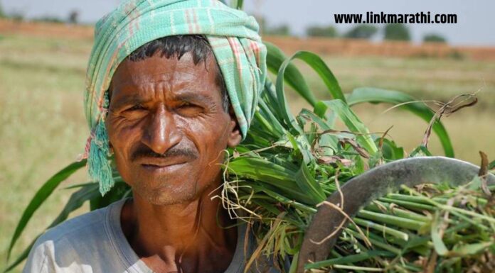 महाराष्ट्र कृषी दिन : महाराष्ट्र कृषी दिनानिमित्त Wishes, Greeting, Whatsapp Status, Images च्या माध्यमातून शेतकऱ्यांना द्या खास शुभेच्छा! महाराष्ट्र कृषी दिन :