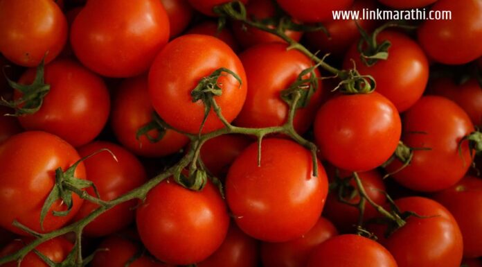 टोमॅटो विकून शेतकरी एका महिन्यात करोडपती झाला | A farmer became a millionaire in a month by selling tomatoes | टोमॅटो विकून शेतकरी एका महिन्यात करोडपती झाला
