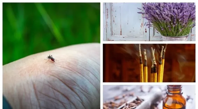 Stay Mosquito-Free:ह्या पावसाळ्यात डासांना दूर ठेवण्याचे 4 सोपे, नैसर्गिक आणि प्रभावी मार्ग|4 easy, natural and effective ways to keep mosquitoes away this monsoon Stay Mosquito free