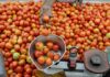 Tomato price:पेट्रोलपेक्षाही टोमॅटोच्या दरात वाढ,मुंबईकर प्रति किलोग्राम किती पैसे देत आहेत?|Tomato price hike more than petrol tomato price