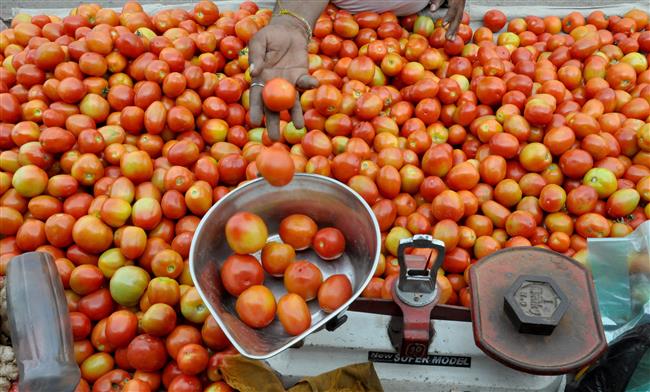 Tomato price:पेट्रोलपेक्षाही टोमॅटोच्या दरात वाढ,मुंबईकर प्रति किलोग्राम  किती पैसे देत आहेत?|Tomato price hike more than petrol