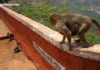 Nature’s Helpers:महाबळेश्वर मध्ये माकडांनी 200 फूट खाली टाकलेली पर्स परत मिळविली|Monkeys retrieve purse dropped 200 feet in Mahabaleshwar Nature's Helpers