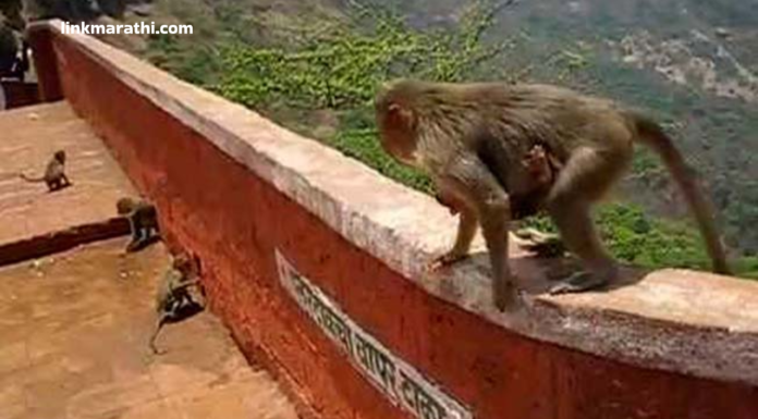 Nature’s Helpers:महाबळेश्वर मध्ये माकडांनी 200 फूट खाली टाकलेली पर्स परत मिळविली|Monkeys retrieve purse dropped 200 feet in Mahabaleshwar Nature's Helpers