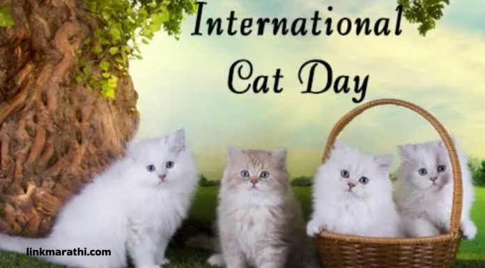 Celebrating International Cat Day 2023:मांजराच्या सहवासाचा आनंद स्वीकारा|Embrace the Joy of Feline Companionship” Celebrating International Cat Day 2023