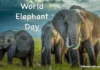 Celebrating World Elephant Day 2023:जैवविविधतेत हत्तींची महत्त्वाची भूमिका|Important role of elephants in biodiversity Celebrating World Elephant Day 2023