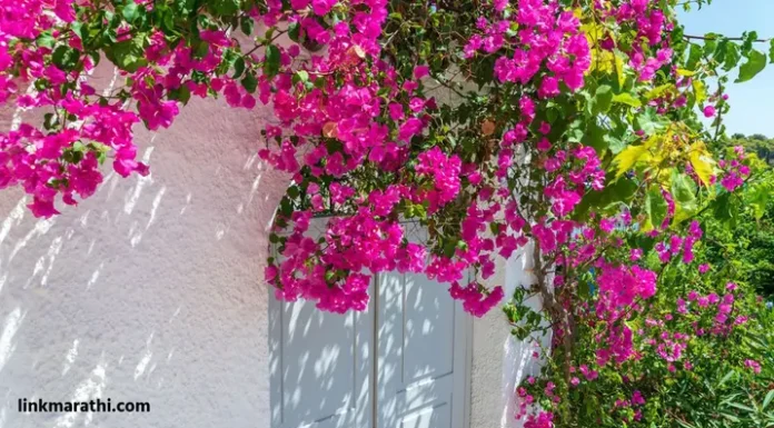 Bougainvillea flower:रस्त्याच्या कडेला दिसणारे बोगनविलेचे फूल या आजारांवर रामबाण उपाय|The bougainvillea flower found on the side of the road is a panacea for these ailments Bougainvillea flower
