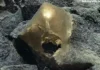 Ocean Exploration:पॅसिफिक महासागरात ‘Golden Egg’ पाहून शास्त्रज्ञही थक्क|Scientists are also surprised to see ‘Golden Egg’ in the Pacific Ocean Ocean Exploration