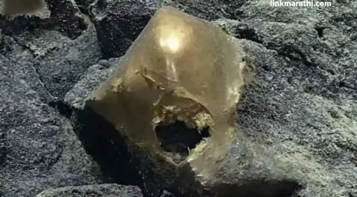Ocean Exploration:पॅसिफिक महासागरात ‘Golden Egg’ पाहून शास्त्रज्ञही थक्क|Scientists are also surprised to see ‘Golden Egg’ in the Pacific Ocean Ocean Exploration
