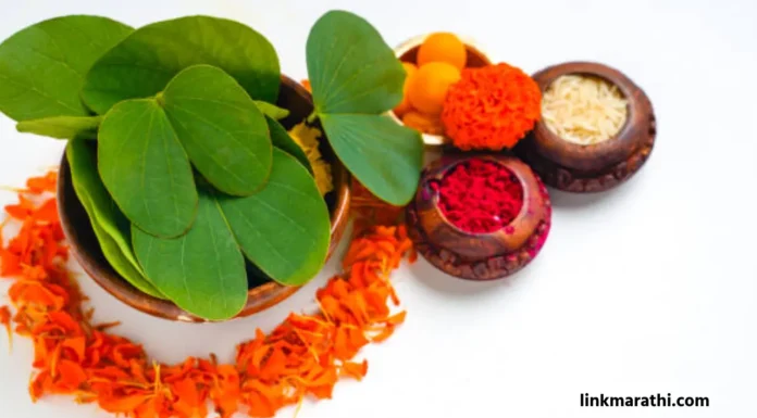 Apta Leaves:दसरा उत्सवात आपटय़ाच्या पानांचे महत्त्व|The Significance of Apta Leaves in Dasara Celebrations Apta Leaves