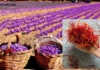 Kashmiri Saffron:”थंड” काश्मिरी केशर ते मुंबईत “हॉट” यशापर्यंत;केशर लागवडीचा तरुणांच्या प्रयोगाचा विजय | From “cold” Kashmiri saffron to “hot” success in Mumbai; a triumph of youth experiment in saffron cultivation Kashmiri Saffron