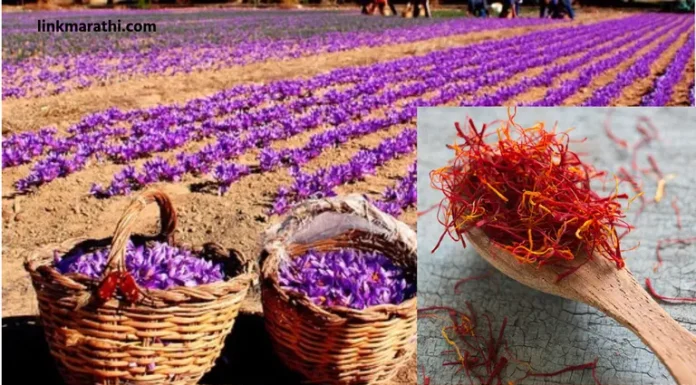 Kashmiri Saffron:”थंड” काश्मिरी केशर ते मुंबईत “हॉट” यशापर्यंत;केशर लागवडीचा तरुणांच्या प्रयोगाचा विजय | From “cold” Kashmiri saffron to “hot” success in Mumbai; a triumph of youth experiment in saffron cultivation Kashmiri Saffron