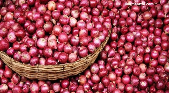 Onion Prices:सणासुदीचा हंगाम जवळ येताच कांद्याच्या वाढल्या किमती | Onion prices have increased as the festive season approaches Onion Prices