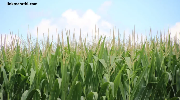 Agricultural Loss:पीक नुकसानग्रस्त शेतकऱ्यांसाठी मदतीची दीर्घ प्रतीक्षा | The Long Wait for Aid for Crop Loss-Affected Farmers Agricultural Loss