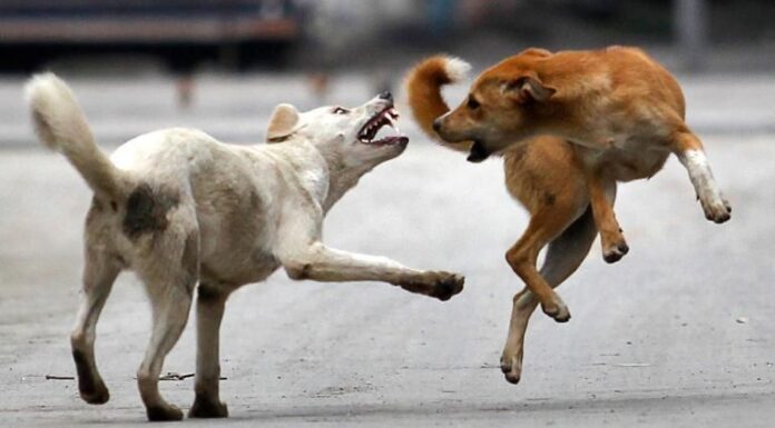 भादवण मध्ये रेबीज पसरण्याचा धोका वेळीच ओळखा..