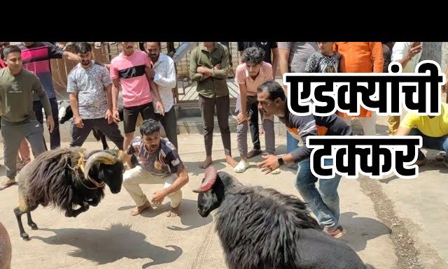 विनापरवाना टक्करी स्पर्धा आयोजित केल्या प्रकरणी गुन्हा नोंद