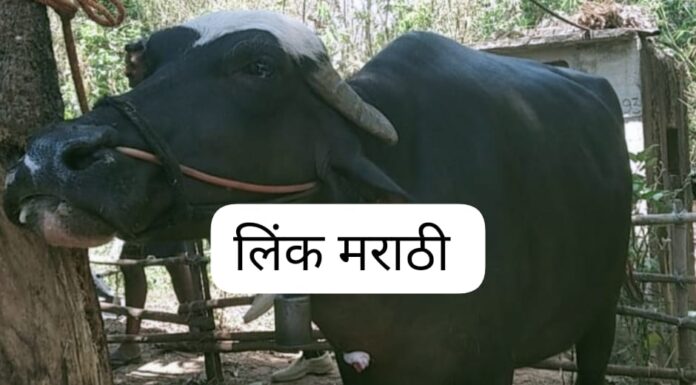 आजरा तालुक्यात गव्याच्या हल्यात म्हैस जखमी