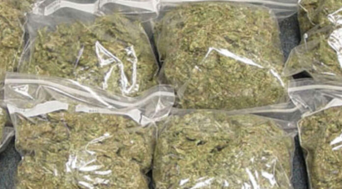 आजरा तालुक्यात गांजा विकणारा एक ताब्यात