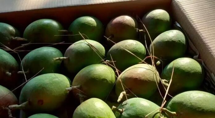 हापूसची पहीली पेटी मालवणवरुन नाशिकला रवाना ; या पेटीला विक्रमी भाव