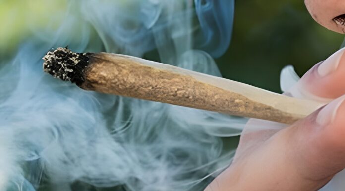 गांजा सेवन प्रकरणी आजरा तालुक्यातील दोघांवर गुन्हा