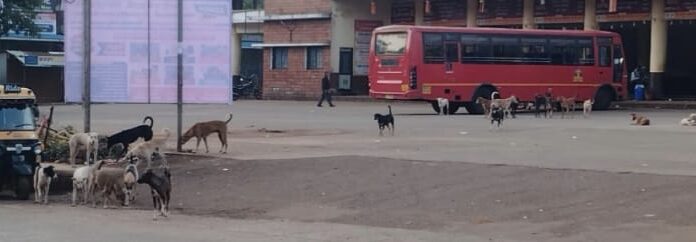 आजऱ्यात भटक्या कुत्र्यांचा हैदोस याअगोदर निवेदने देऊनही आजरा नगरपंचायत उदासीन