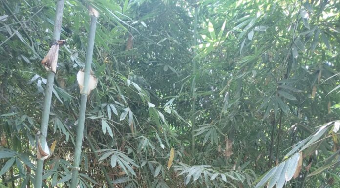 आजरा तहसील कार्यालयामध्ये बांबू लागवड कार्यशाळा