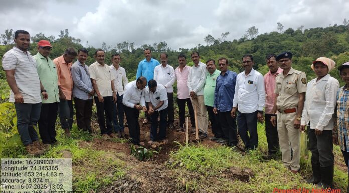 शेंद्री येथील जंगलात बांबू लागवडीचे काम वनविकास महामंडळाने घेतले हाती