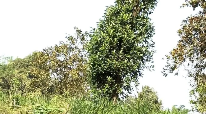 आजऱ्याच्या शेतकऱ्याचा रुबाबच न्यारा…