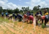 माझा एक दिवस माझ्या बळीराजासाठी’ उपक्रमाला उत्स्फूर्त प्रतिसाद; सोहाळे- सोहाळेवाडीत १,५०० रोपांचे वृक्षारोपण